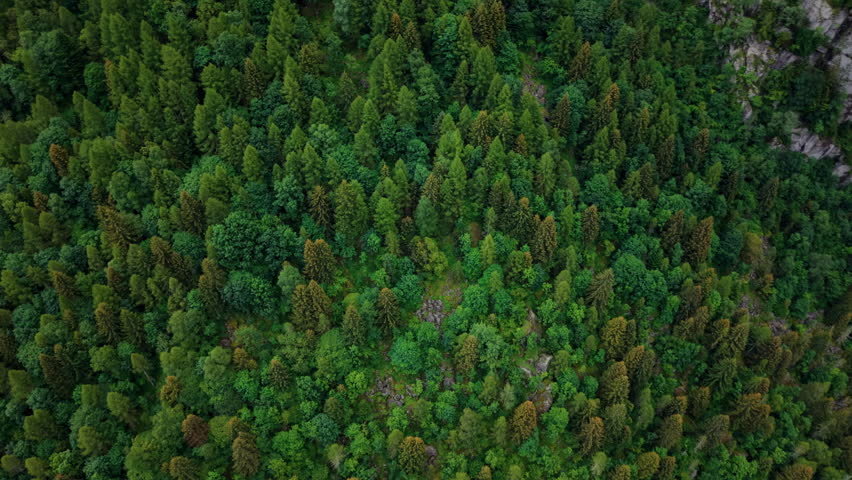 Aerial orbit of a drone above a dense pine forest in the Swiss Alps, showing autumn colors and mountain landscape.