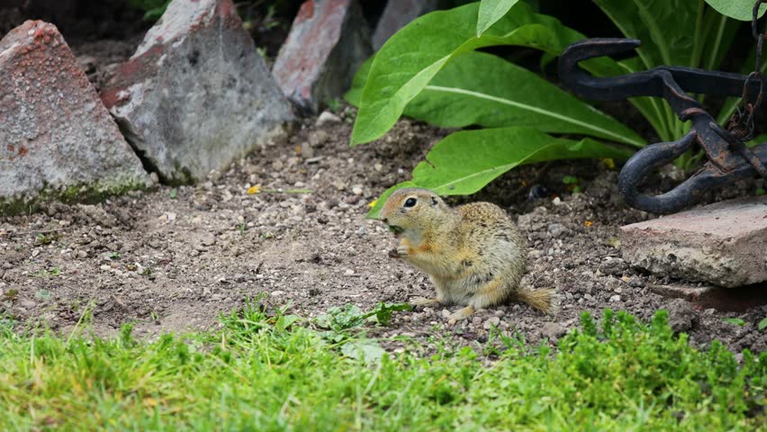 Ground squirrel on grass. Small rodent foraging and moving in natural habitat. Wildlife nature, animal behavior outdoor scene captured in high resolution. Ground squirrel in natural habitat video 4k