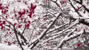 Snow gently falling on a red berry tree during winter. White flakes cover the branches, creating a peaceful, festive scene full of contrast between bright berries and the cold snowy background. - Powered by Shutterstock - Get 15% off with code: PIKWIZARD15