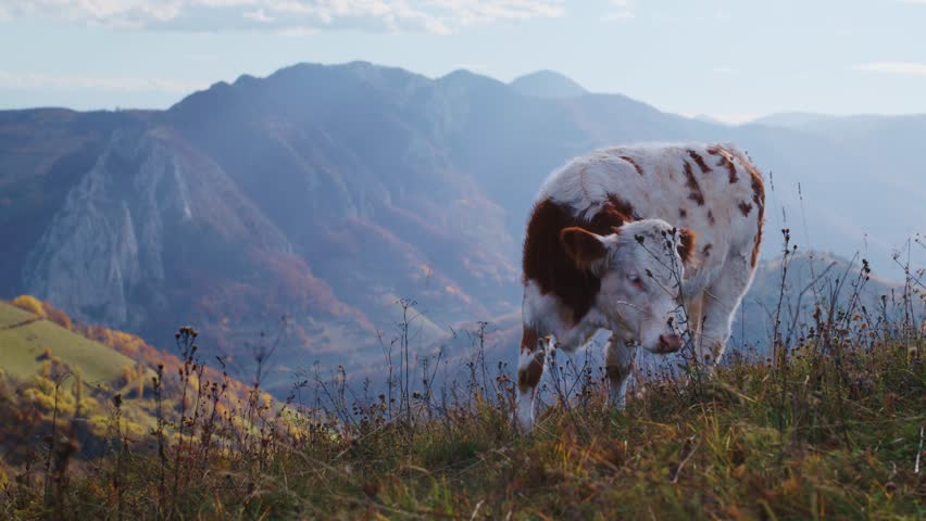 Static medium shot of a young brown and white cow grazing on a grassy hillside. A majestic, hazy mountain range with autumn foliage fills the background.