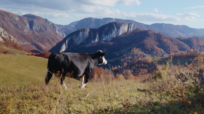 A black and white cow stands peacefully on a grassy mountain slope, gazing at the rugged, colorful autumn landscape. Static wide shot conveys serenity and nature.