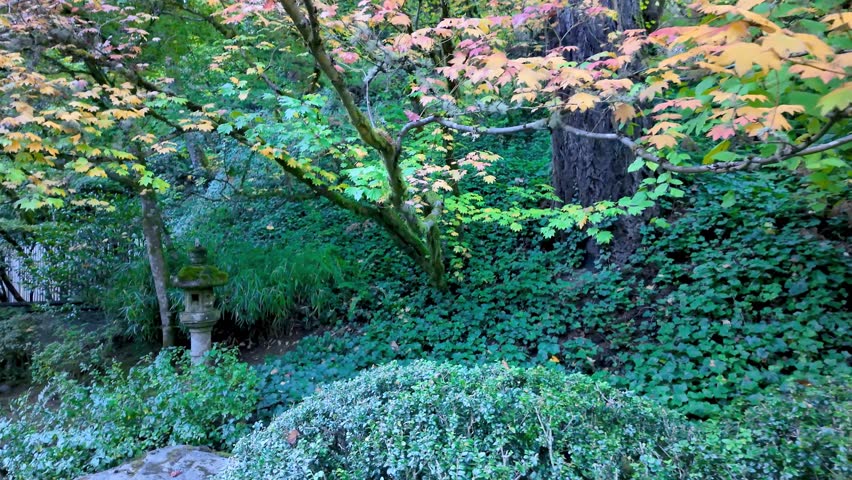 Beautiful Portland Japanese gardens with  Maple tree and Rock lantern in early autumn time in Oregon.