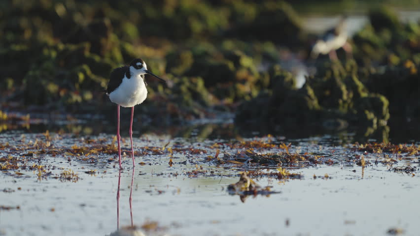 Black Necked Stilt in Water Ruffling Feathers