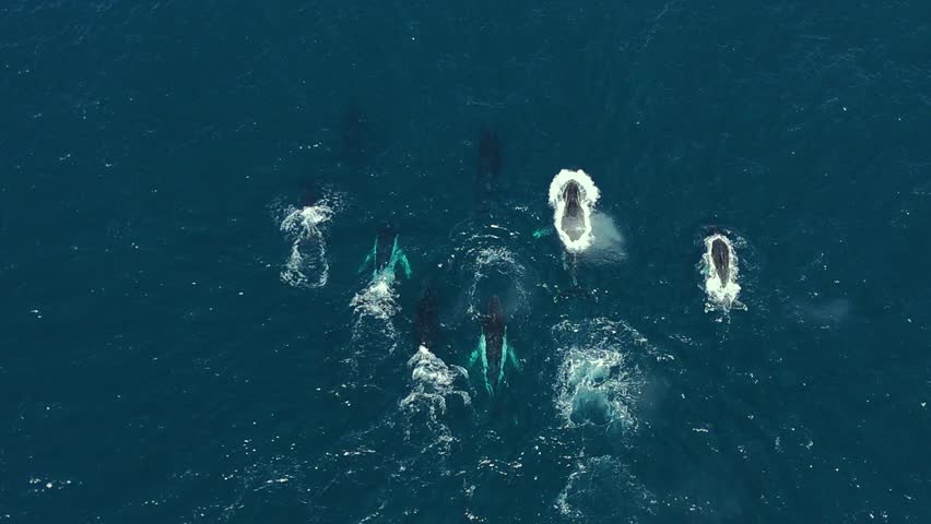 Humpback whales swimming and surfacing in deep blue ocean water off Australia during migration, aerial top down, blowhole spout and breaching