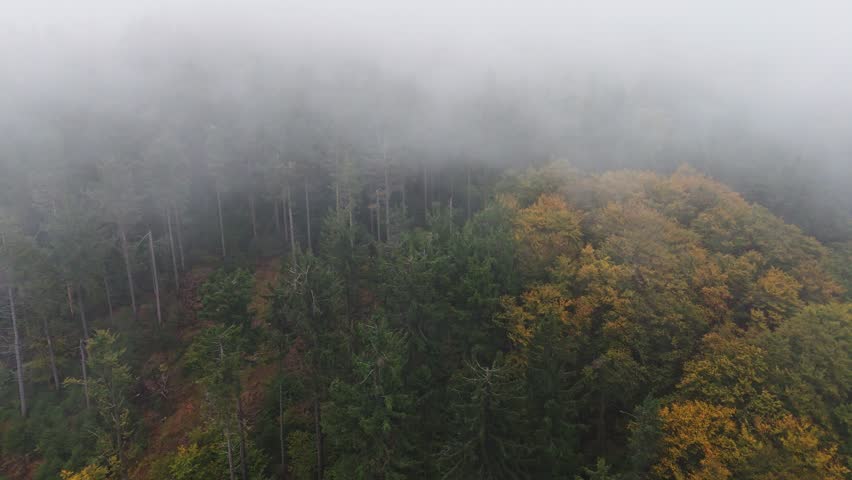 Drone view of a misty mountain forest with low clouds touching treetops and autumn foliage in rainy weather.