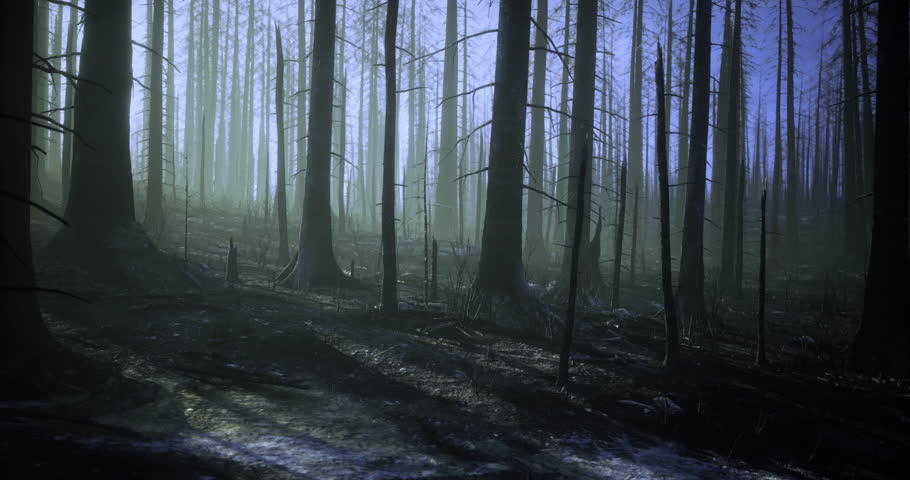 Tall trees stand silently in a misty forest, their charred trunks hinting at a recent fire. Sunlight filters through the fog, bringing life back to the recovering landscape.