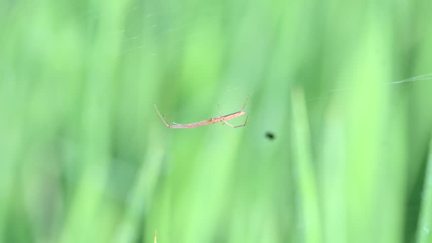 Tibellus oblongus spider. Its common name oblong running spider and slender crab spider. This is a spider with a Holarctic distribution. It hunts small insects, which it kills with venom.