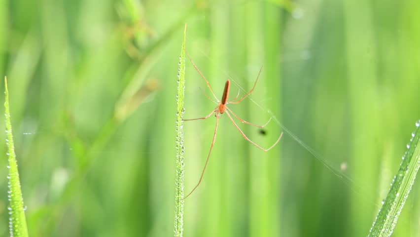 Tibellus oblongus spider. Its common name oblong running spider and slender crab spider. This is a spider with a Holarctic distribution. It hunts small insects, which it kills with venom.