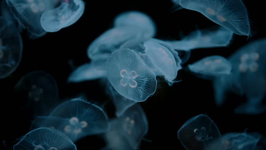 Dozens of moon jellyfish drift gracefully in the darkness, their bioluminescent glow illuminating the water and creating a serene, otherworldly, and peaceful underwater atmosphere.