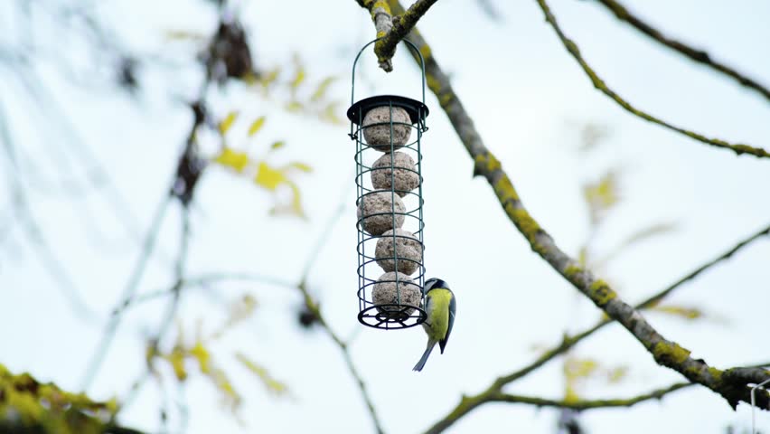 Blue tit bird feeding at bird feeder. Cyanistes caeruleus feeding in garden. High quality photo