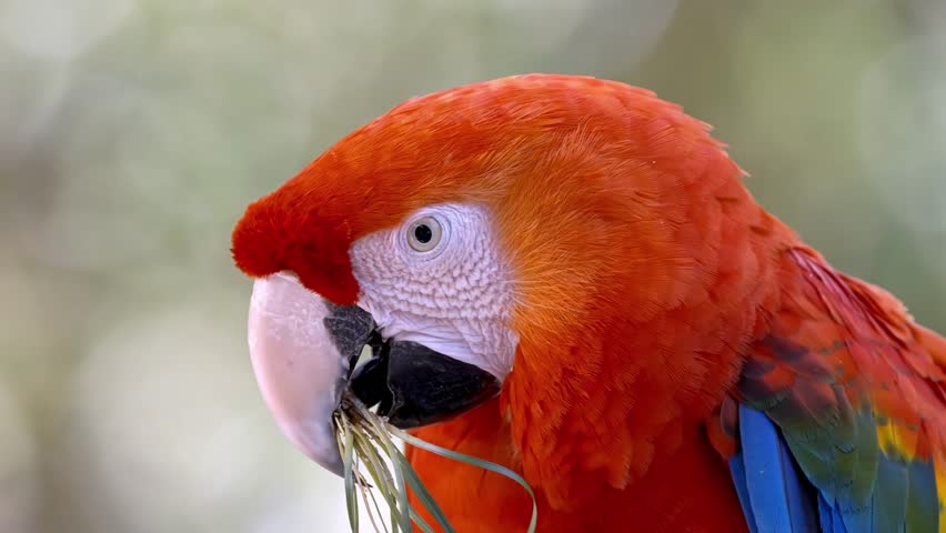 A close-up look at tropical parrots in breathtaking 4K detail