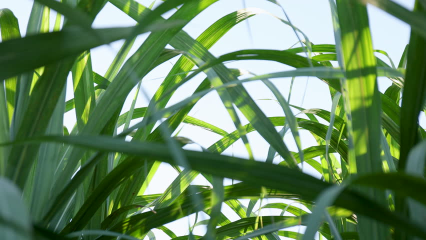 sugarcane plantation for sugar industry, sugarcane field with green leaves under sunlight, close-up, sugarcane crop for agriculture and renewable energy