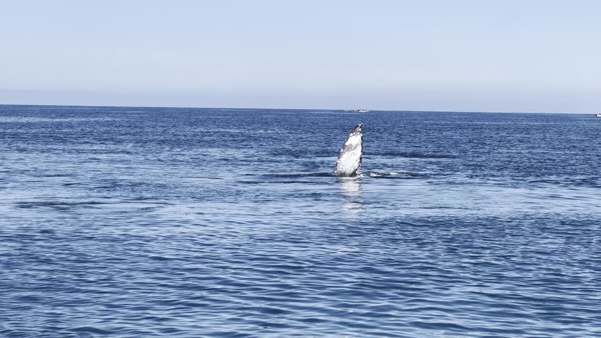 Magnificent gray whale emerging and breaching in the blue waters of Guerrero Negro lagoon, Baja California. Whale watching tour in Mexico