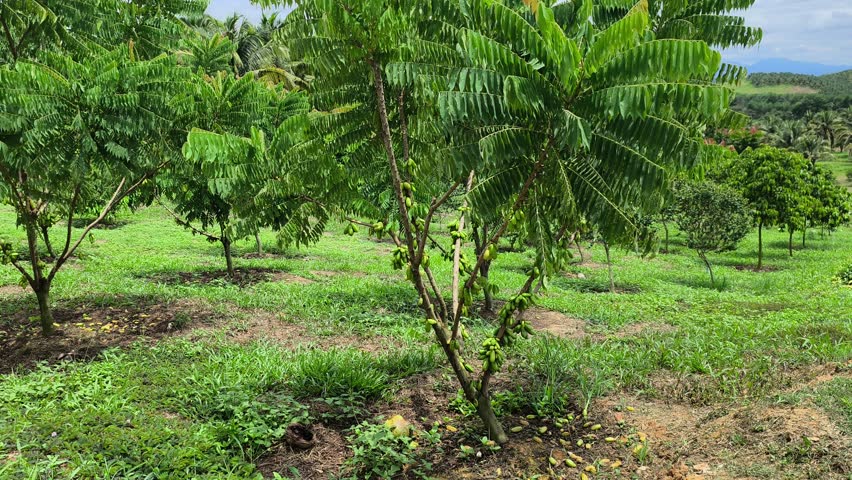 Averrhoa bilimbi tree laden with belimbing buluh (bilimbi) fruits. This tart, acidic fruit is essential in Southeast Asian cuisine, providing a natural sour flavor to dishes.