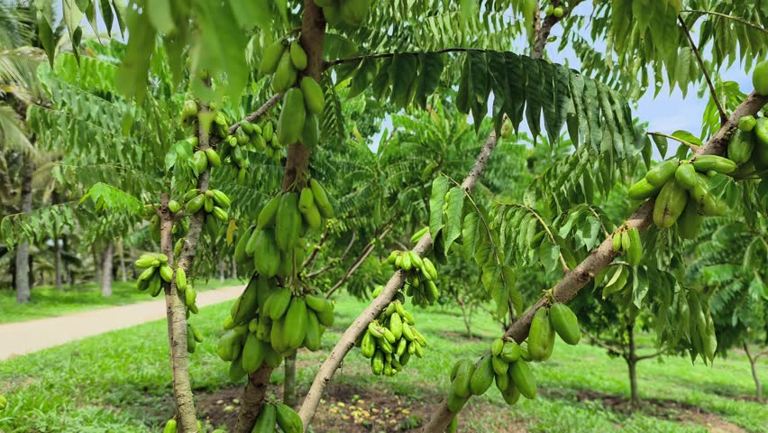 Averrhoa bilimbi tree laden with belimbing buluh (bilimbi) fruits. This tart, acidic fruit is essential in Southeast Asian cuisine, providing a natural sour flavor to dishes.
