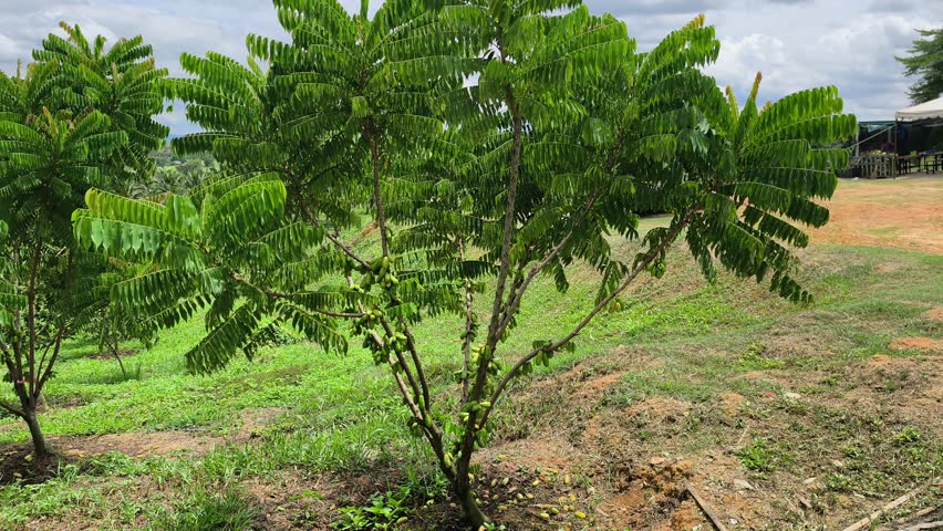 Averrhoa bilimbi tree laden with belimbing buluh (bilimbi) fruits. This tart, acidic fruit is essential in Southeast Asian cuisine, providing a natural sour flavor to dishes.