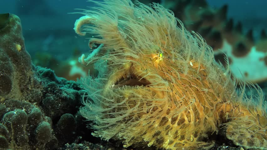 A hairy frogfish with its body filaments moving in the strong current, filmed from below and backlit, revealing the details of its spectacular camouflage.