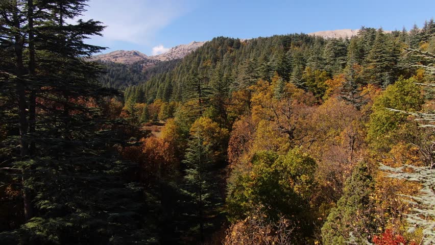 A wide-angle drone view of the Kasnak Oak forest mixed with cedar trees in the fall season.