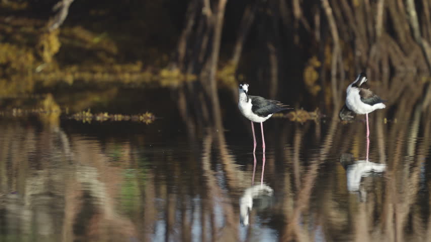 Black Necked Stilts Preening Feathers in Water by Mangroves with Seaweed 3