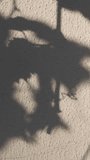 Natural pattern from plants, shadows of branches with leaves overlay on wall. Soft transparent light and shadows from grapevine with foliage on wall, visual effect. Gray shadow of foliage on plaster - Powered by Shutterstock - Get 15% off with code: PIKWIZARD15