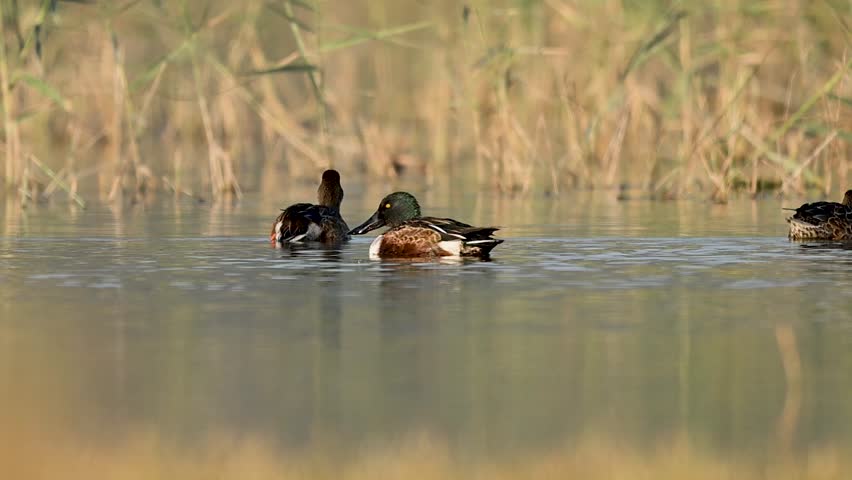 Northern Shoveler pair floats across the peaceful lake surface, their synchronized movement creating soft ripples beneath morning light.