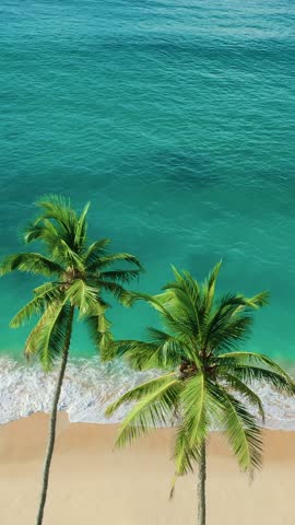 High quality vertical aerial footage of two lush palm trees over golden sand and turquoise sea waves. Ideal for travel promos, beach lifestyle content, or resort ads in Sri Lanka or the Caribbean.