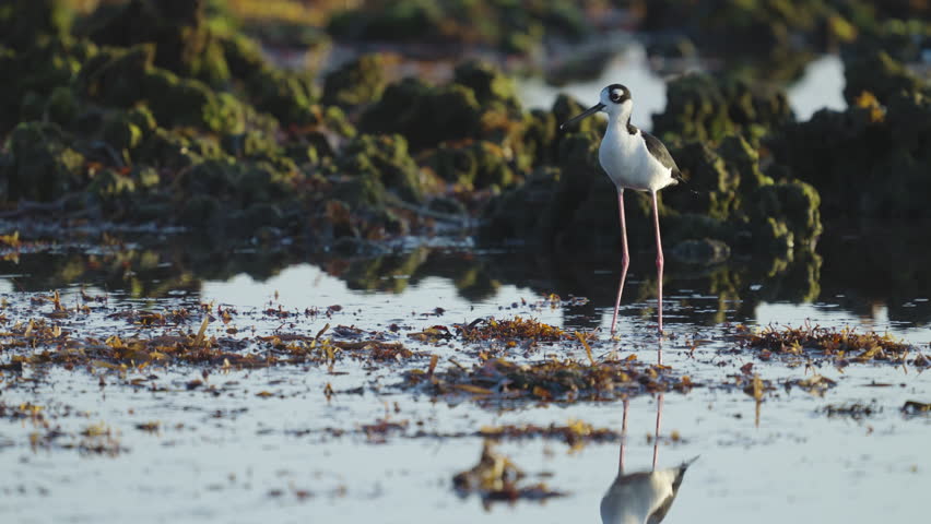 Black Necked Stilt in Water Opening and Closing Bill