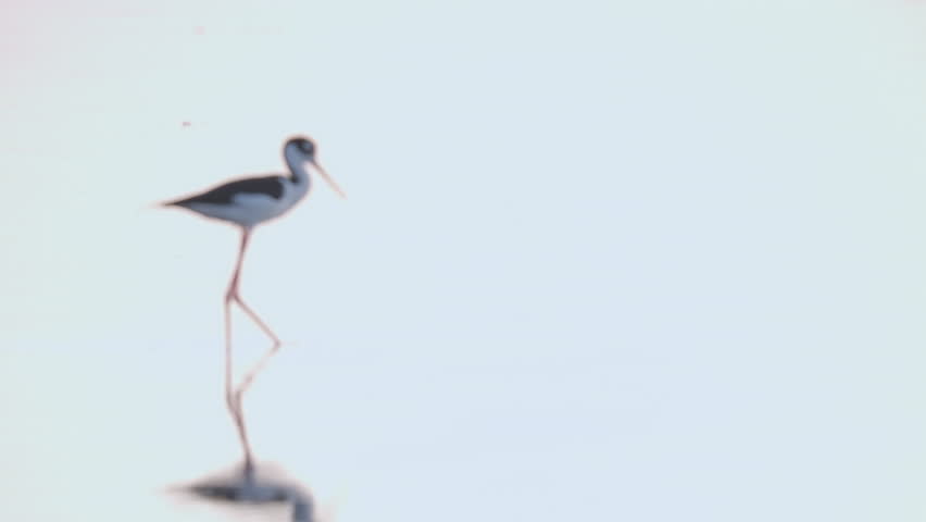 Black Necked Stilt Feeding in Water Focus Pull