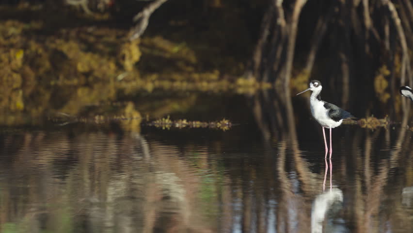 Black Necked Stilt Preening Feathers in Water by Mangroves and Seaweed 2