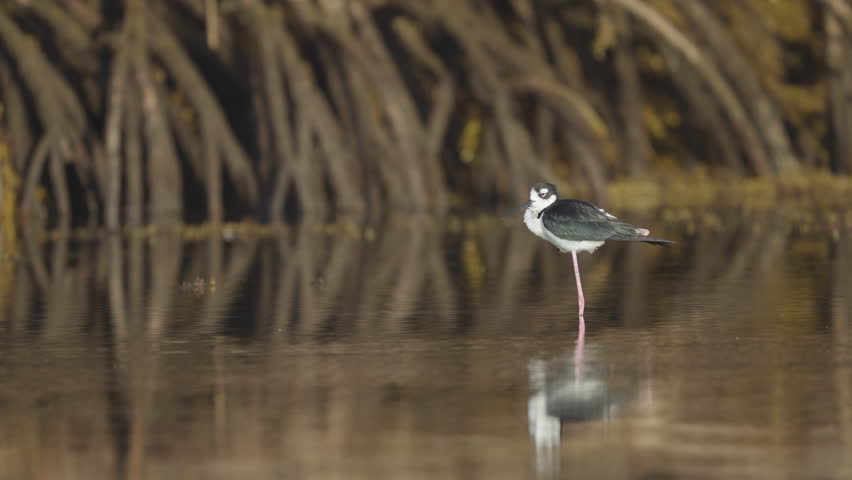 Black Necked Stilt Relaxing in Water by Mangroves with Bird Flying By