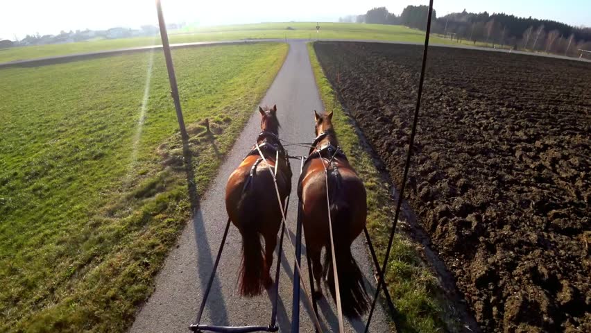 Two brown horses pulling a carriage down a rural road on a sunny day in the country