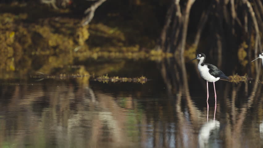 Black Necked Stilt Rousing Shaking and Ruffling Feathers in Water by Mangroves and Seaweed 4