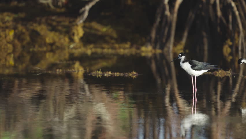 Black Necked Stilt Preening Feathers in Water by Mangroves and Seaweed 3