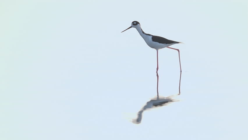 Black Necked Stilt Walking in Water