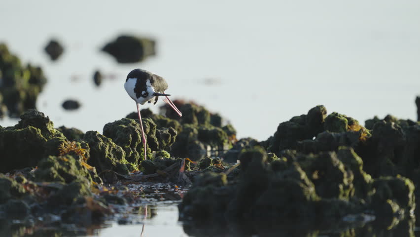Black Necked Stilt Scratching Head with Legs by Rocky Reef