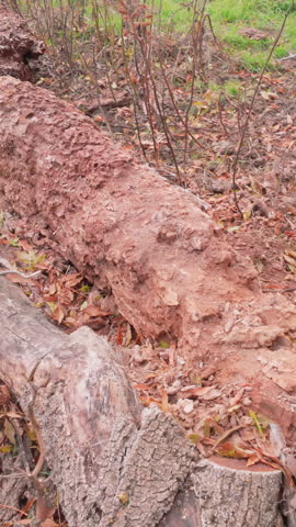 An old, decrepit tree trunk eaten away by woodworms lies on ground at autumn, surrounded by fallen yellow leaves, camera moves backward along fallen big tree trunk, close-up.