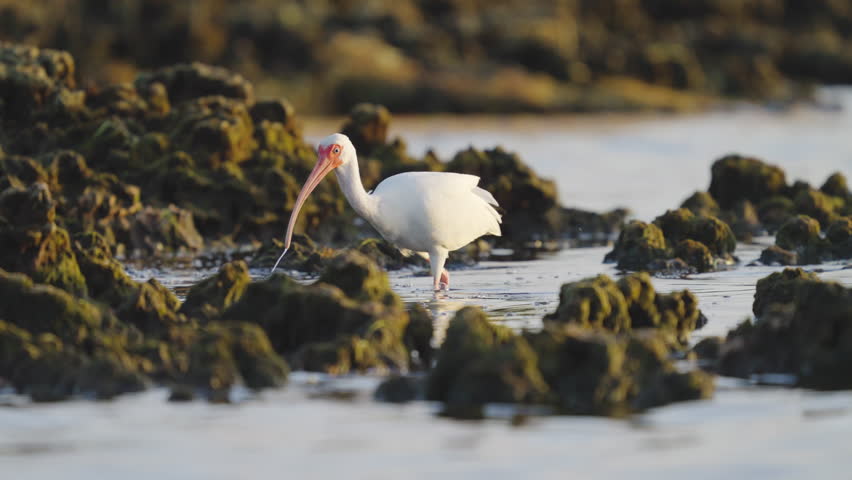White Ibis Walking and Feeding Along Rocky Reef Shore