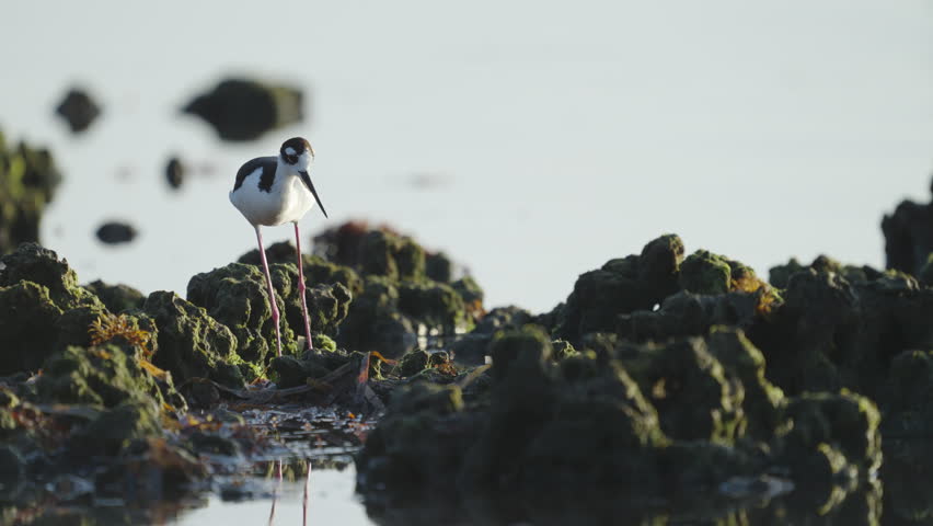 Black Necked Stilt Feeding in Rocky Reef