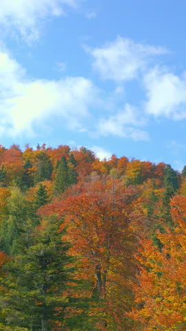 Vibrant autumn foliage blankets a dense forest, showcasing red, orange, and green leaves. Trees stand tall against a clear blue sky, creating a picturesque mountain ridge landscape.