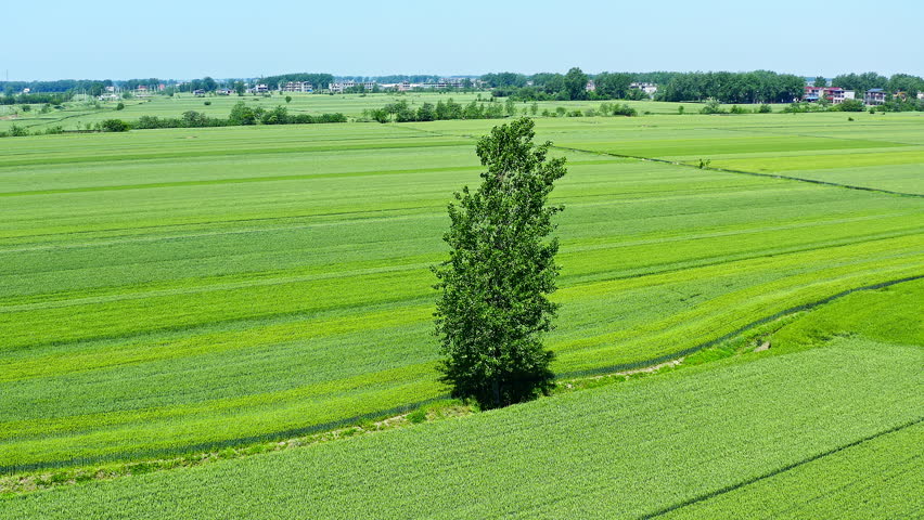 Aerial shot of a solitary green tree standing in the middle of vast agricultural fields