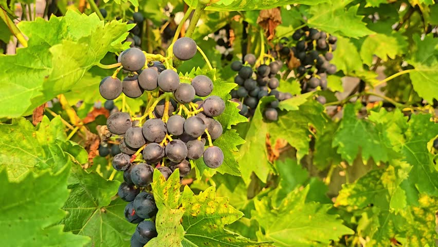 A cluster of dark purple grapes hangs on a vine surrounded by bright green leaves in the sunlight.