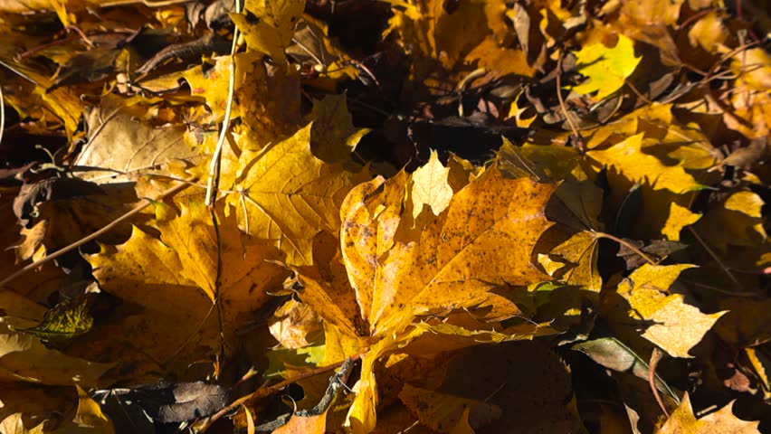 Close up video gliding over golden yellow autumn maple tree leaves with a reflective blue and dark colored river in the bokeh blurry background. Sunny autumn day with details and textures. Revealing.