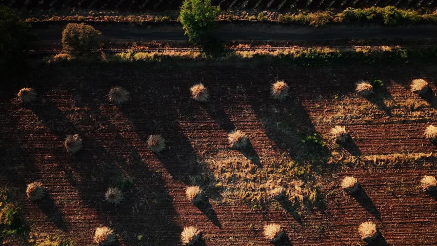 Aerial view of a harvested field with hay bales casting long shadows, creating a textured landscape of browns and yellows, Jalisco, Mexico.