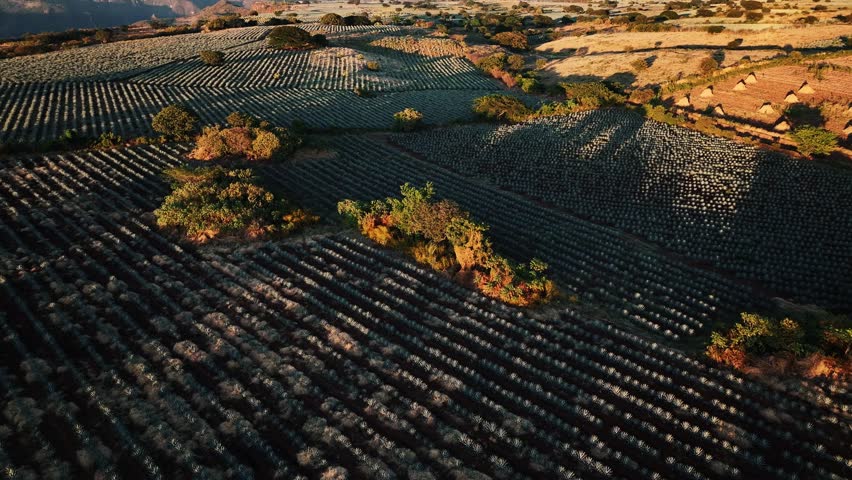 Aerial view of neatly organized rows of agave plants creating a textured landscape under the soft sunlight, Jalisco, Jalisco, Mexico.