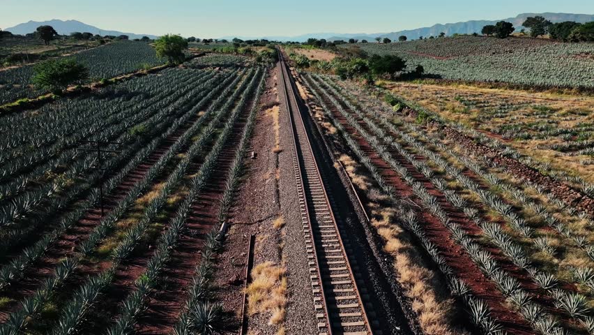 Aerial view of neatly organized agave fields bisected by a long railroad track under the vast sky, Tequila, Jalisco, Mexico.