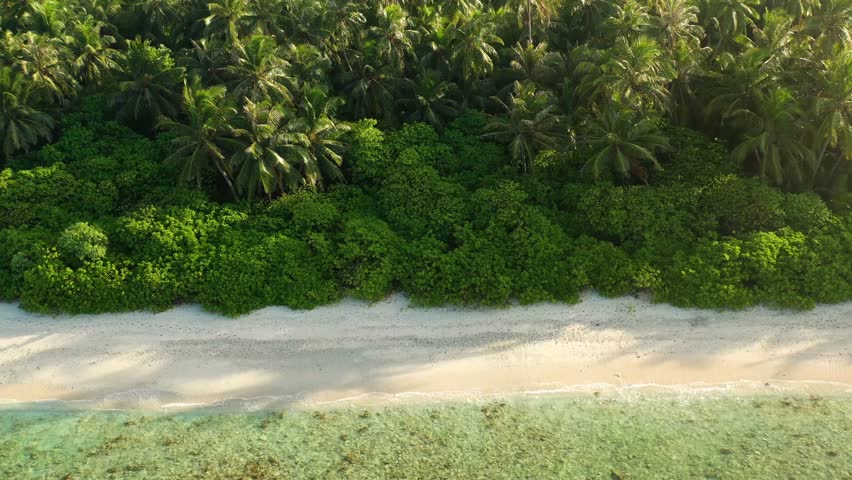 Aerial view of the sandy beach meeting the lush green trees, the turquoise water shows the reefs below, Maldives.
