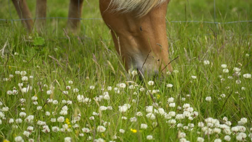 Horse grazing in a wild Icelandic meadow, peaceful and natural scene