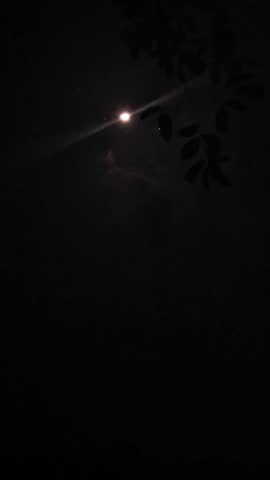 Moonlit night with hoopoe bird calling amongst cricket and other insects chirping.