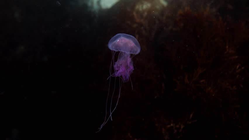 Purple jellyfish drifts peacefully in the dark underwater scene