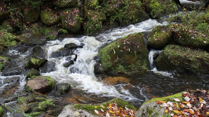 Mountain stream in the Bavarian Forest nature reserve